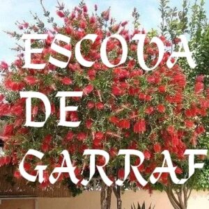 Escova de Garrafa