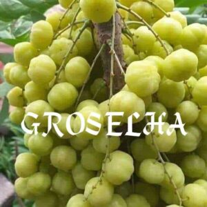Groselha