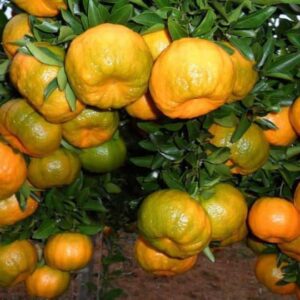 Mexerica carioquinha