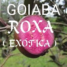 Goiaba roxa exótica