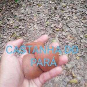 Castanha do pará