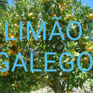 Limão Galego