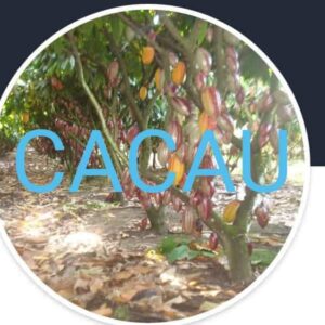 CACAU