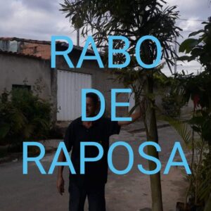 Palmeira abo de raposa