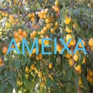 Ameixa
