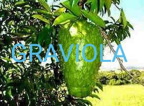 Graviola
