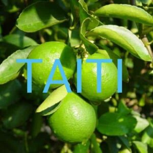 Limão Taiti