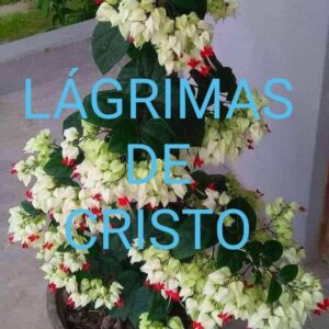 Lágrimas de cristo