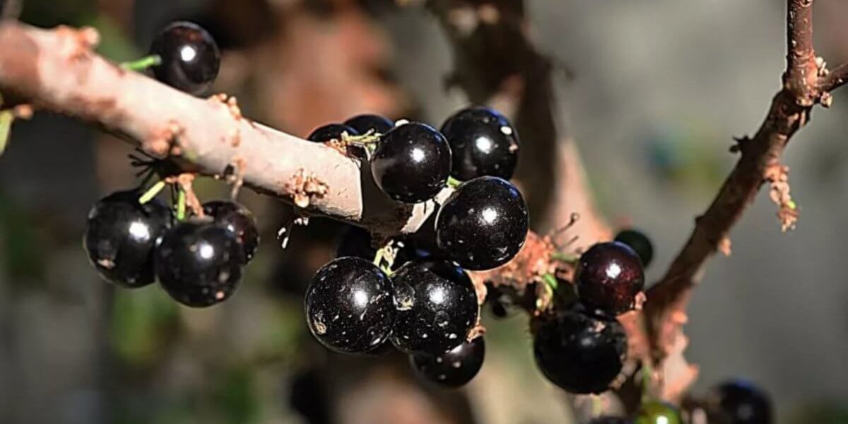 1669830384_61-pibig-info-p-dzhabotikaba-instagram-63